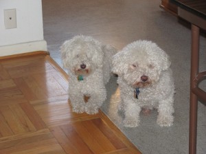 Two fluffy white dogs.