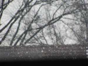 Falling Snow with a Tree.