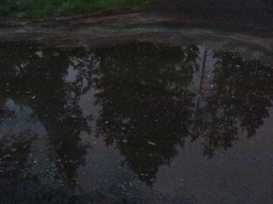 trees reflected in a puddle