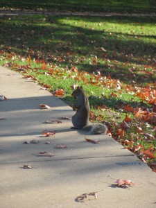 Distraction Squirrel.