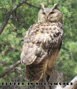 Owl staring angrily at you