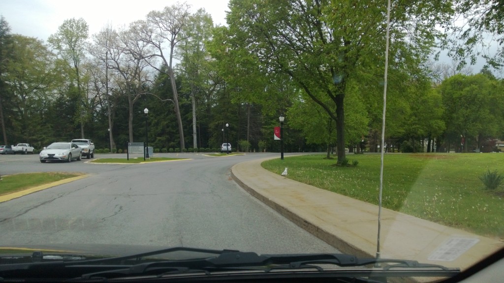 A seagull that is highly out of place in a land-locked campus