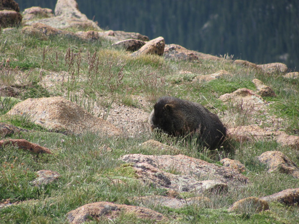 A rather chubby looking smaller rodent in a colorado national park