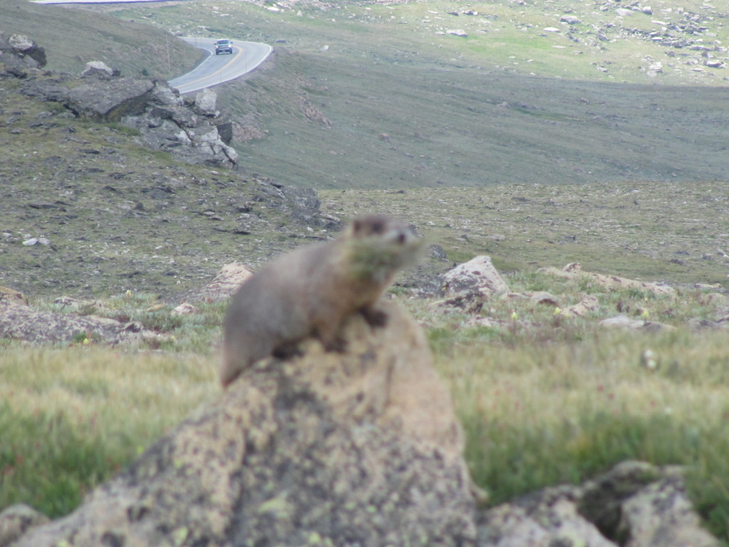 A small rodent from rocky mountain national park perching on a rock