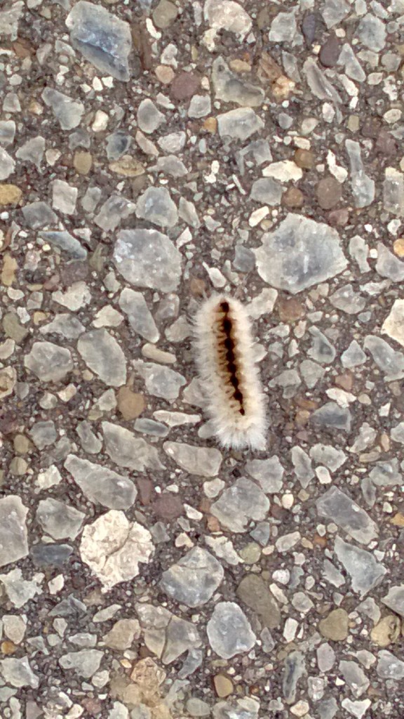 a fuzzy caterpillar. aka, the wildlife encounter