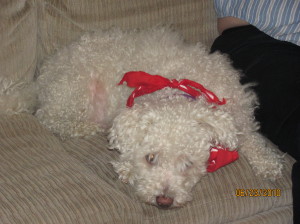 Pepper the Dog in a bandana