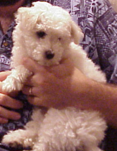 White bichon puppy looking away from the camera