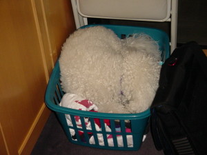 Puppy dog in a clothes basket