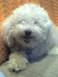 Smiling bichon frise