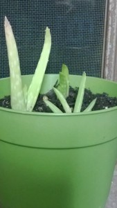 Three miniature aloes in a pot.