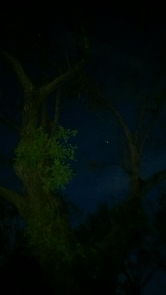 Tree and Star.