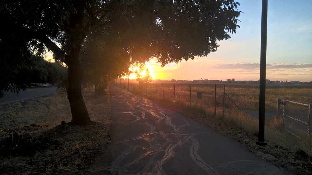 Sunrise with a tree