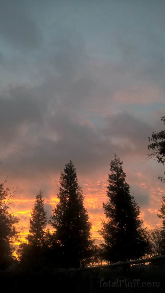 gorgeous sunrise trees and clouds at dawn