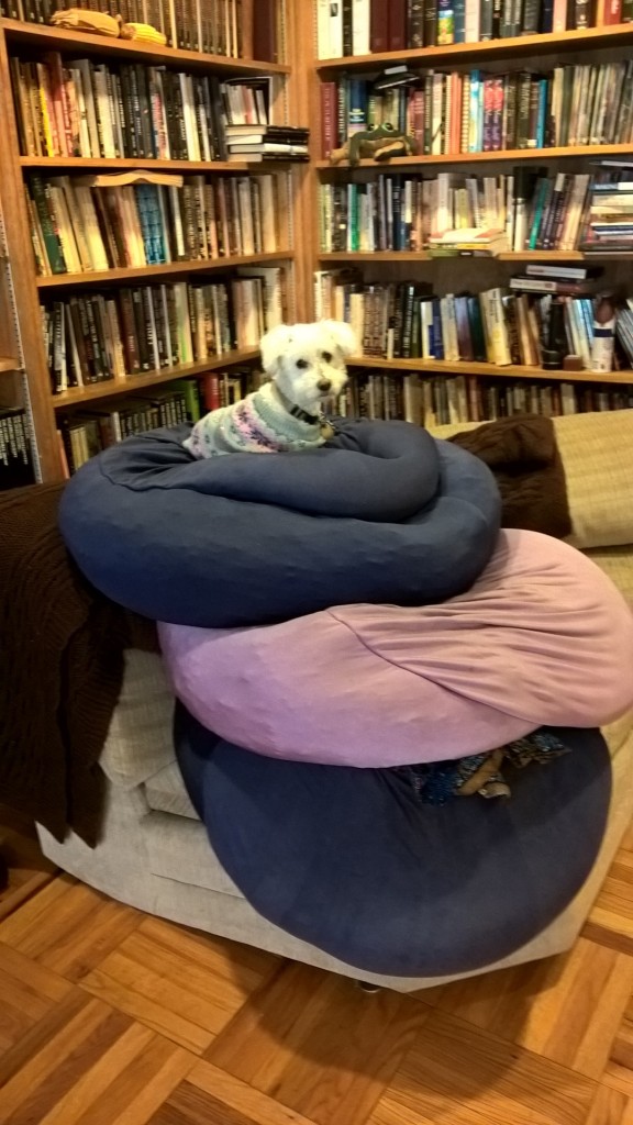 A puppy on a beanbag mountain