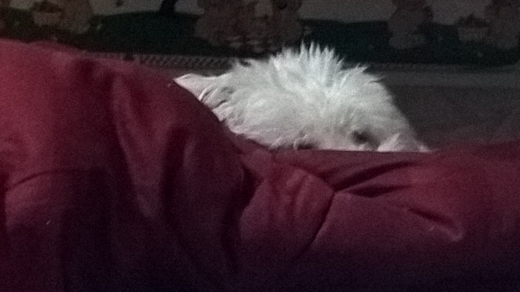 Fluffy Puppy spying on me from behind her wall of blanket