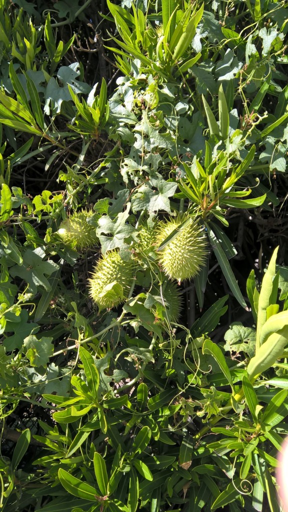 Fluffy(?) Prickle Plant.