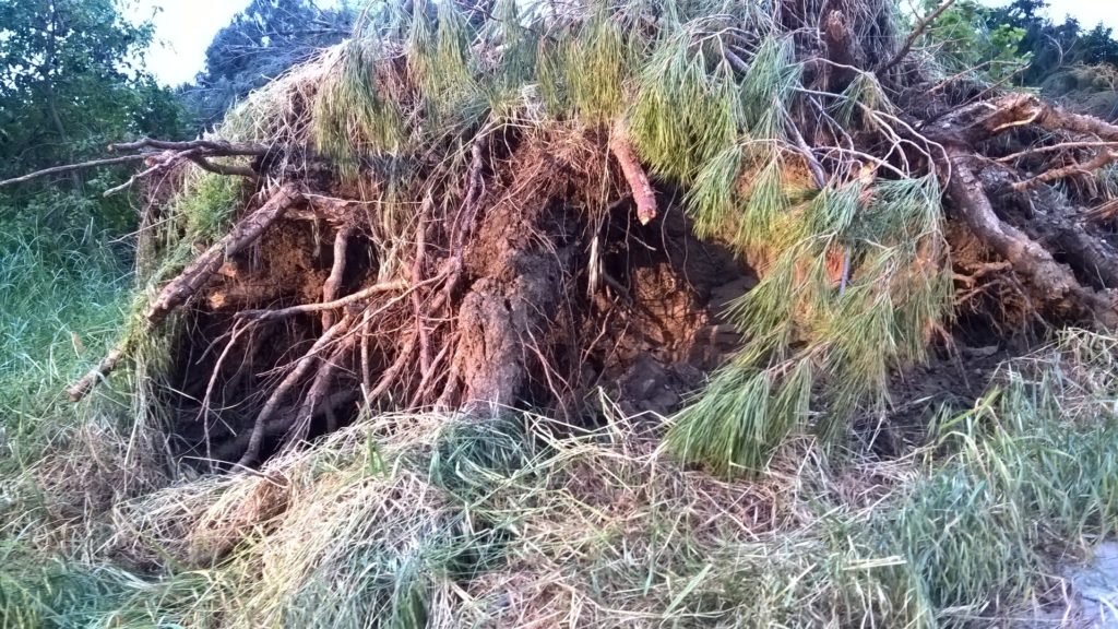 Tree roots. Or a Hobbit House.