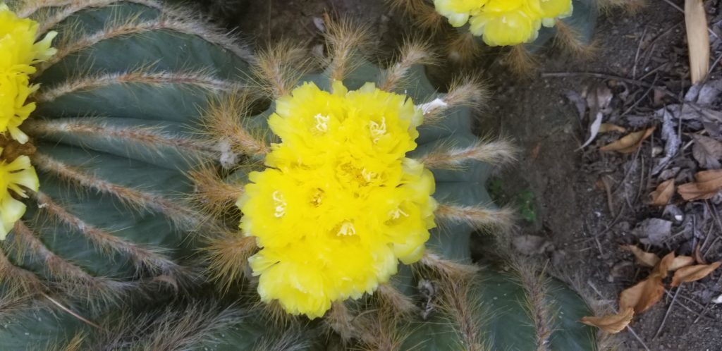 Fuzzy yellow flower on a cactus